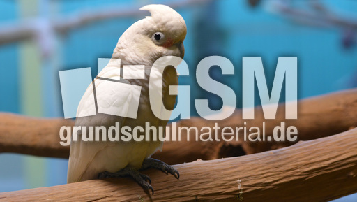 Weißhaubenkakadu (1).jpg